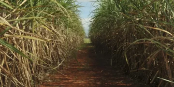 Queda na produção de cana: por que o Ceará perdeu 80% da produção nos últimos 50 anos?