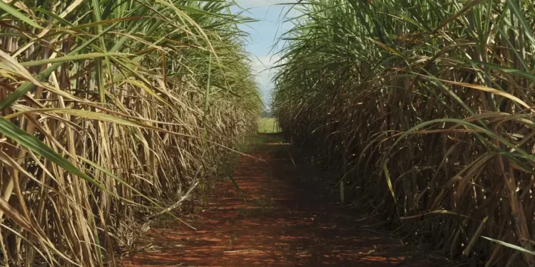 Queda na produção de cana: por que o Ceará perdeu 80% da produção nos últimos 50 anos?