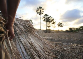 O Ceará é líder na produção de camarão, cera de carnaúba e coco: o que justifica o êxito do agro no estado?