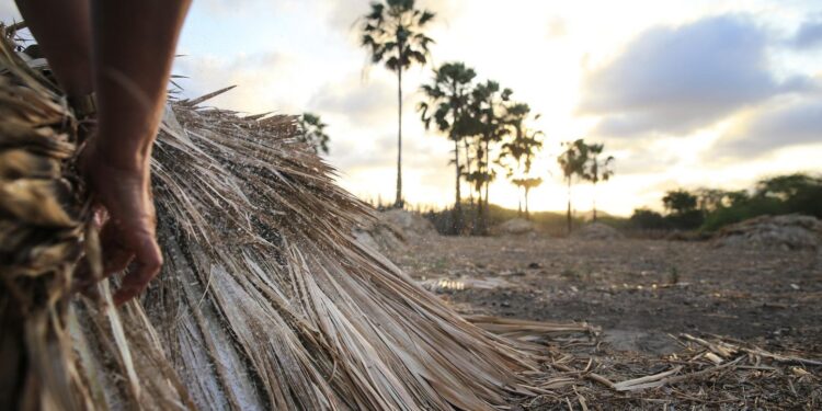 O Ceará é líder na produção de camarão, cera de carnaúba e coco: o que justifica o êxito do agro no estado?