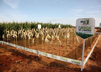 Boa Safra (SOJA3): XP prevê um fraco 3T24 devido à menor disponibilidade de sementes; confira uma prévia