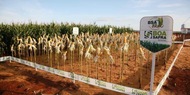 Boa Safra (SOJA3): XP prevê um fraco 3T24 devido à menor disponibilidade de sementes; confira uma prévia