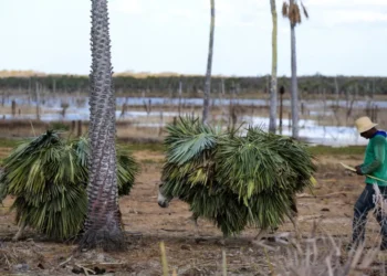 No mês de setembro, as exportações de cera de carnaúba do Ceará totalizaram US$ 62,06 milhões