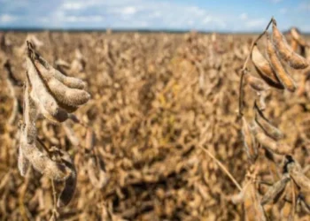 Safra de soja 24/25 do Brasil deve crescer 12,7%, estima Conab