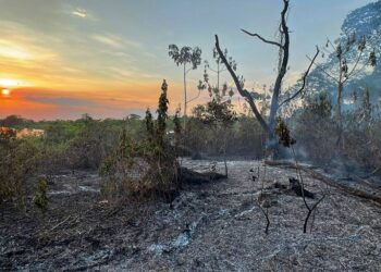 Incêndios no Pantanal colocam em risco a cobra-d’água, o único animal exclusivo do bioma