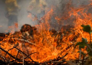 Queimadas no Brasil: compreenda a dinâmica viciosa que impulsiona o aquecimento global