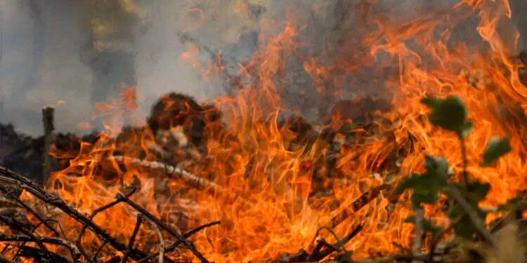 Queimadas no Brasil: compreenda a dinâmica viciosa que impulsiona o aquecimento global
