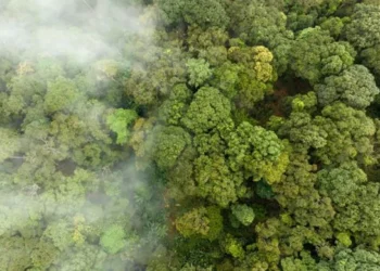 O que é o mercado de carbono e como ele pode impulsionar o combate à crise climática?