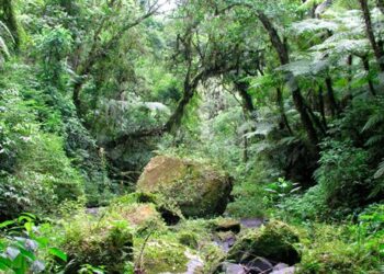 A maior parte da Mata Atlântica possui menos de 30% de flora nativa