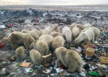 O Brasil apresentou à ONU o primeiro relatório sobre progressos em adaptação e mitigação climática