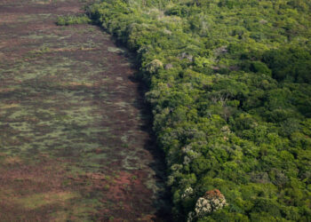 MMA e BNDES anunciam o lançamento dos primeiros editais para a revitalização da Amazônia