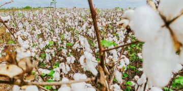 Durante o Encontro de Produtores Rurais na ExpoCariri, a Faec apresentou o Algodão do Ceará