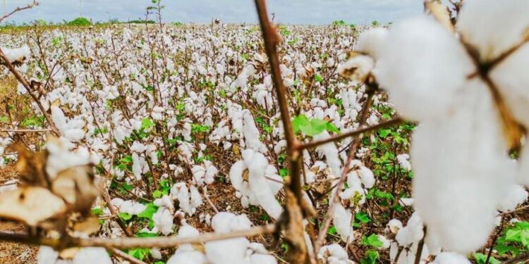 Durante o Encontro de Produtores Rurais na ExpoCariri, a Faec apresentou o Algodão do Ceará