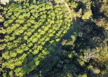 BNDES procura iniciativas de recuperação da Mata Atlântica para alocar até R$ 8,88 milhões em investimentos