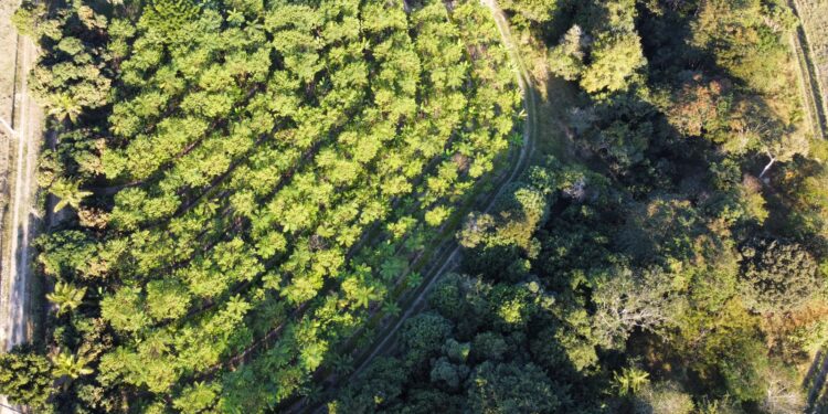 BNDES procura iniciativas de recuperação da Mata Atlântica para alocar até R$ 8,88 milhões em investimentos