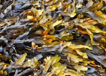 Estudo indica que a proteína de algas marinhas tem potencial para potencializar antibióticos e diminuir a dose em 95%