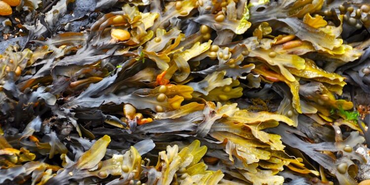 Estudo indica que a proteína de algas marinhas tem potencial para potencializar antibióticos e diminuir a dose em 95%