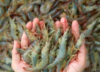 Os produtores de camarão do Ceará estão empenhados em conquistar os mercados europeu e chinês