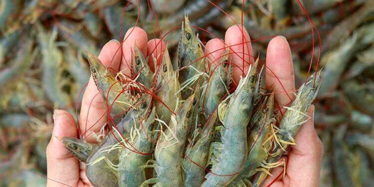 Os produtores de camarão do Ceará estão empenhados em conquistar os mercados europeu e chinês