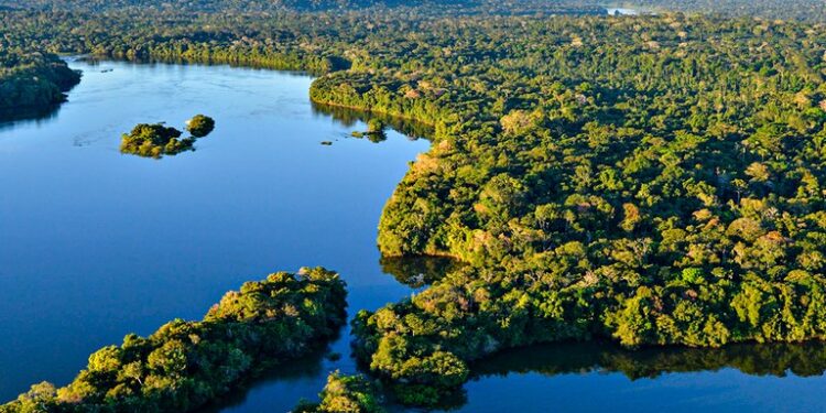 Meta procura iniciativas com impacto positivo na Amazônia e o prêmio pode ultrapassar R$ 250 mil