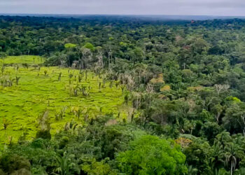 Da Amazônia ao ambiente escolar, cinco conquistas ambientais do Brasil em 2024