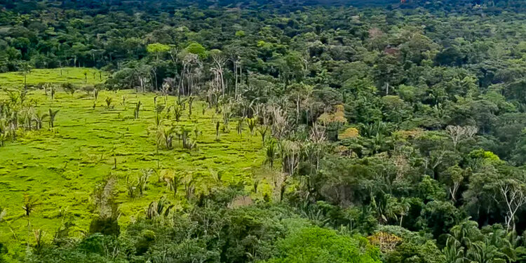 Da Amazônia ao ambiente escolar, cinco conquistas ambientais do Brasil em 2024