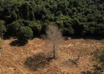De acordo com um estudo, as precipitações nas terras indígenas da Amazônia fornecem 80% do suprimento do agronegócio no Brasil