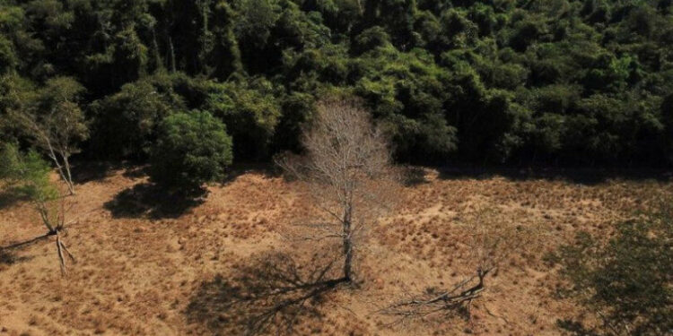 De acordo com um estudo, as precipitações nas terras indígenas da Amazônia fornecem 80% do suprimento do agronegócio no Brasil