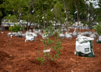 Em Belo Horizonte, a Heineken inaugura sua primeira microfloresta com vegetação da Mata Atlântica