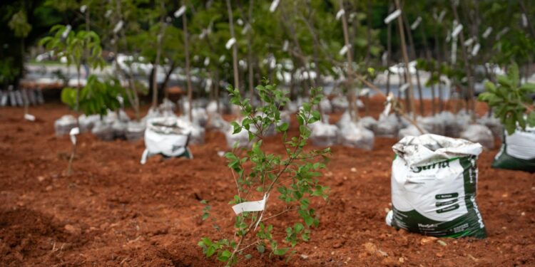 Em Belo Horizonte, a Heineken inaugura sua primeira microfloresta com vegetação da Mata Atlântica
