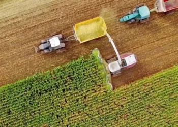 Com a supersafra no Brasil, o preço dos grãos pode diminuir, mas as carnes devem ter um aumento este ano