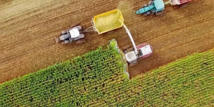 Com a supersafra no Brasil, o preço dos grãos pode diminuir, mas as carnes devem ter um aumento este ano