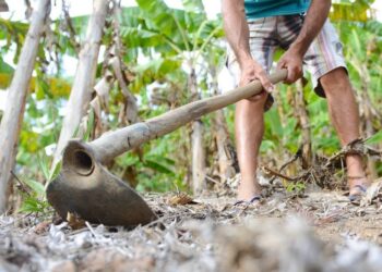 Banco do Nordeste confirma que o Ceará contratou mais de R$ 1 bilhão do Agroamigo