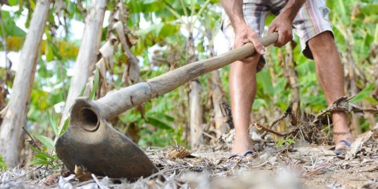 Banco do Nordeste confirma que o Ceará contratou mais de R$ 1 bilhão do Agroamigo