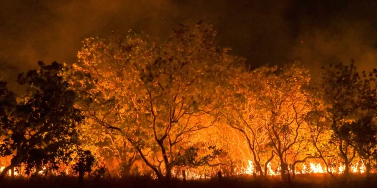 Em 17 anos, a Amazônia Legal registrou o maior número de incêndios
