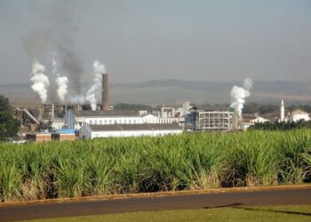 São Martinho (SMTO3) obtém 165 milhões de dólares através da IFC