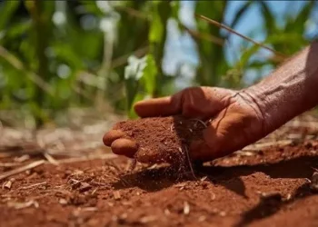 O investimento na agricultura contribui para lidar com as alterações climáticas, segundo Davos