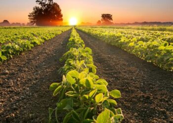 Em 2025, a Agrotoken planeja tokenizar R$ 10 bilhões em commodities