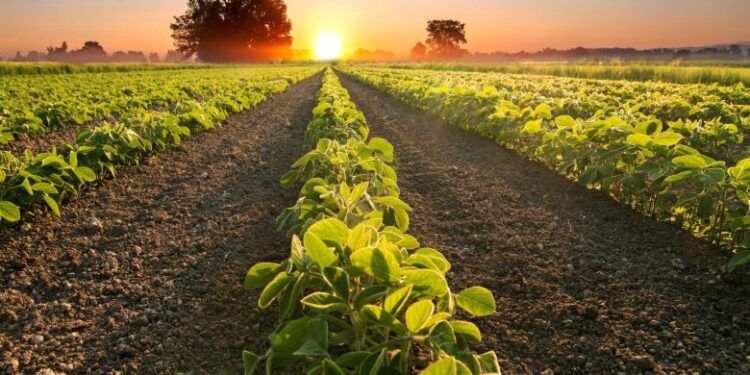Em 2025, a Agrotoken planeja tokenizar R$ 10 bilhões em commodities