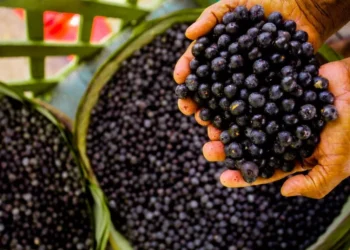 Cooperativa da Amazônia quadruplica receita com a exportação de açaí em pó