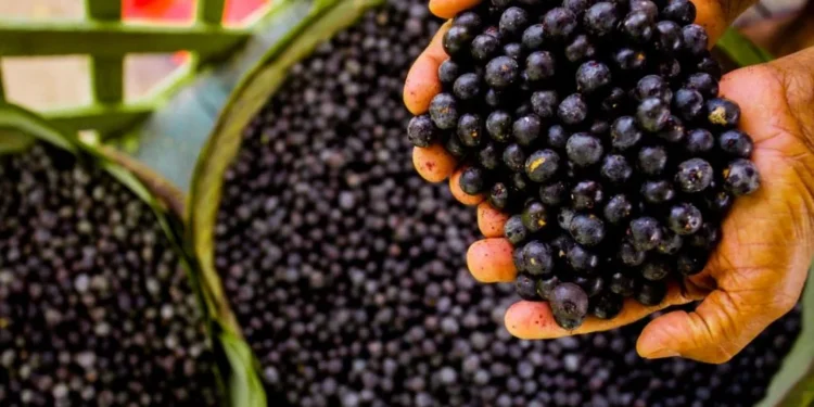 Cooperativa da Amazônia quadruplica receita com a exportação de açaí em pó