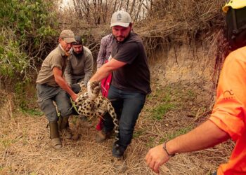O projeto de lei estabelece normas para o salvamento de animais em situações de catástrofes ambientais e climáticas