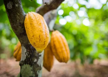 Fiagro Kawá propõe um investimento de R$ 1 bilhão para os pequenos produtores de cacau