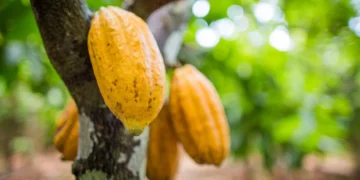 Fiagro Kawá propõe um investimento de R$ 1 bilhão para os pequenos produtores de cacau