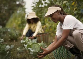 BNB: Em 2024, as mulheres do meio rural contrataram mais de R$ 4,4 bilhões em crédito