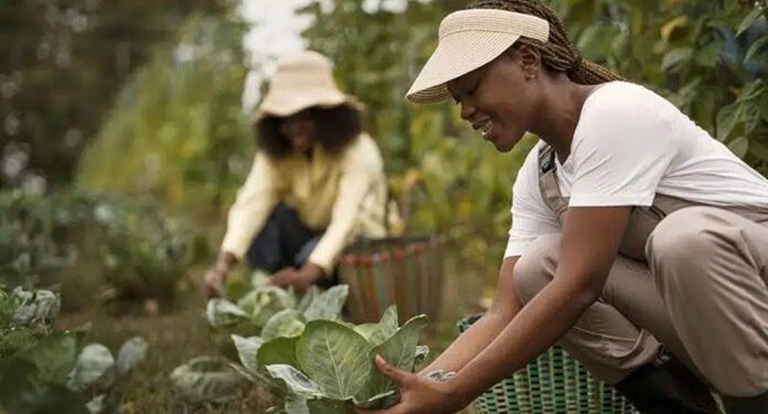 BNB: Em 2024, as mulheres do meio rural contrataram mais de R$ 4,4 bilhões em crédito
