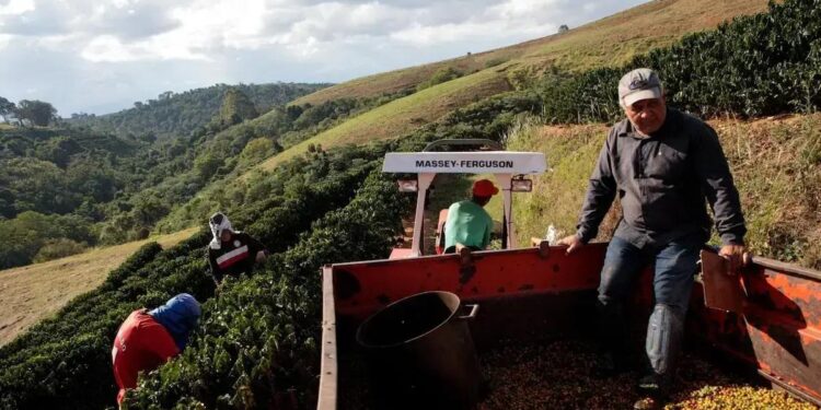 A cadeia produtiva do café no Brasil enfrenta o desafio de lidar com a escalada das cotações (Foto: Patricia Monteiro/Bloomberg)