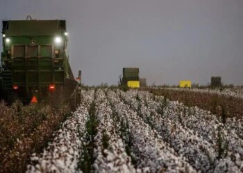 A produção do algodão tem um Ebitda mais elevado do que o de culturas como a soja e o milho