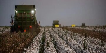 A produção do algodão tem um Ebitda mais elevado do que o de culturas como a soja e o milho