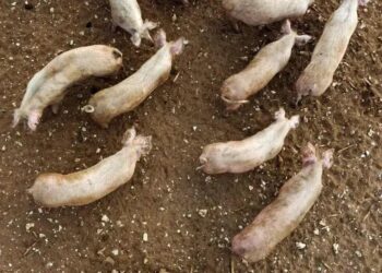 Atualmente, apenas sete plantas no estado de Santa Catarina estão autorizadas a exportar carne suína para o México (Foto: Chris Ratcliffe/Bloomberg)